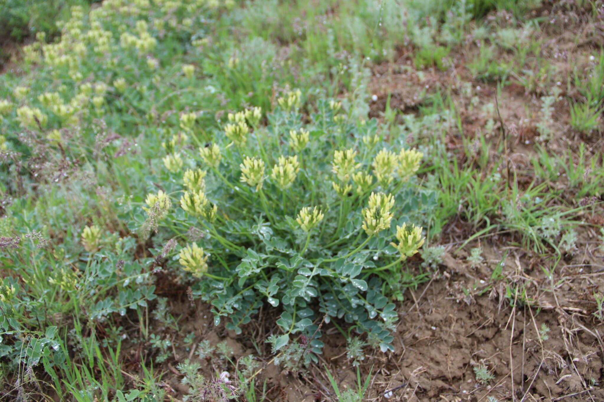 Image of Astragalus calycinus Bieb.