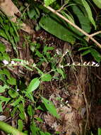 Image of Lepidaploa remotiflora (L. C. Rich.) H. Rob.