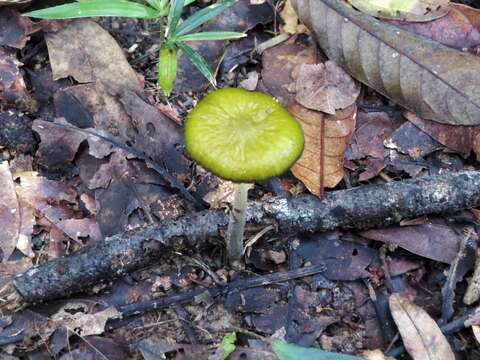 Image of Protoxerula flavo-olivacea (R. H. Petersen & Halling) R. H. Petersen 2010