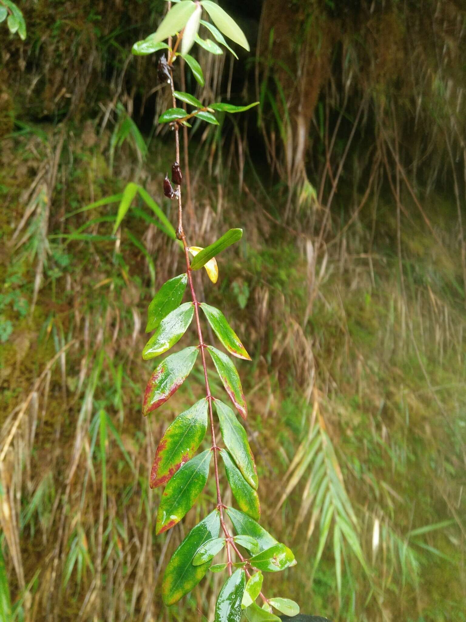 Image of Hypericum geminiflorum subsp. simplicistylum (Hayata) N. K. B. Robson