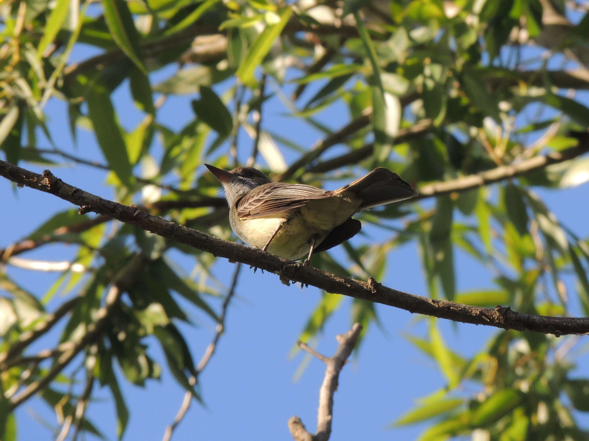 Image of Swainson's Flycatcher