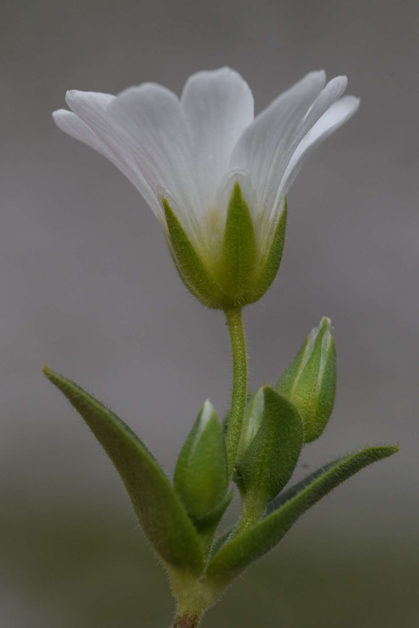 صورة Cerastium latifolium L.