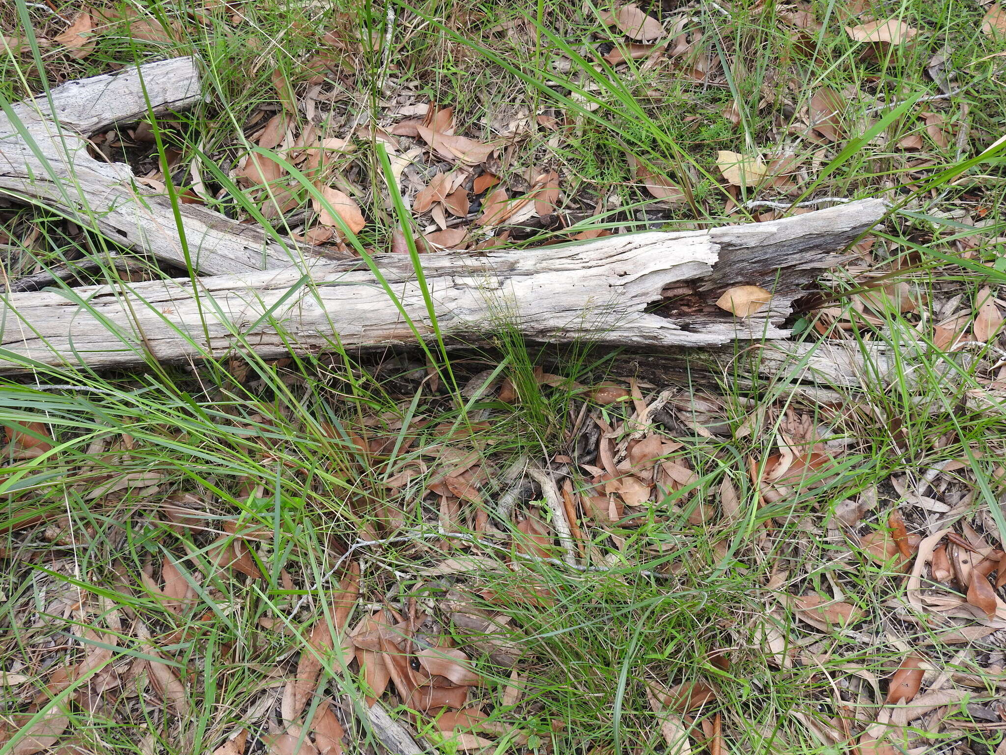 Image of Fimbristylis cinnamometorum (Vahl) Kunth