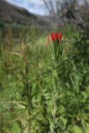 Image of Castilleja minor var. exilis (A. Nelson) J. M. Egger