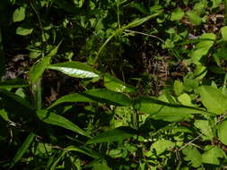 Image of Climbing-Dogbane