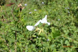 Image of Tephrosia inandensis H. M. L. Forbes