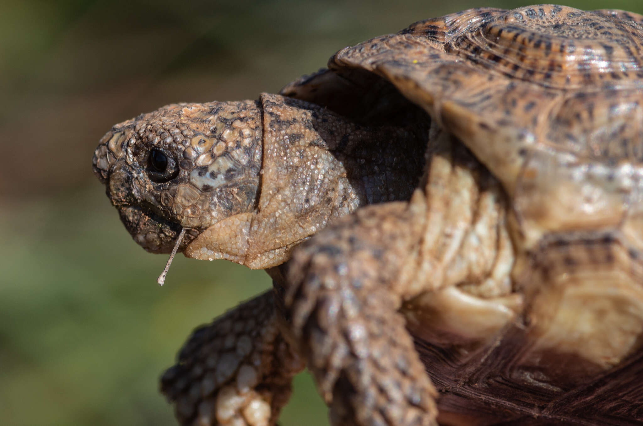 Image of Speckled tortoise