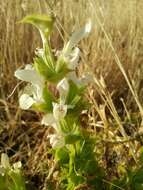 Imagem de Salvia samuelssonii Rech. fil.