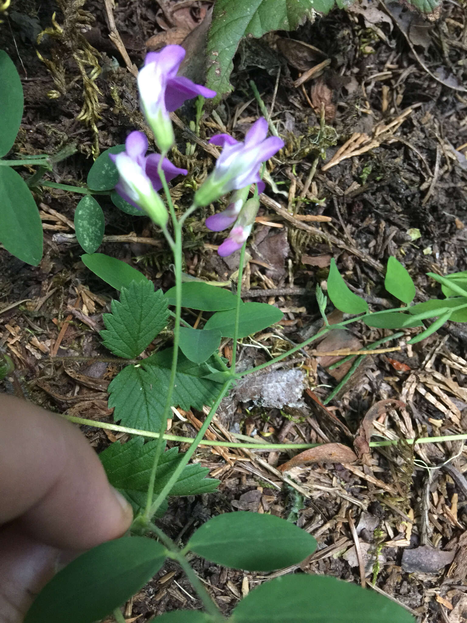 Imagem de Lathyrus nevadensis S. Watson