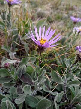 Image of Aster amellus subsp. ibericus (M. Bieb.) V. Avet.