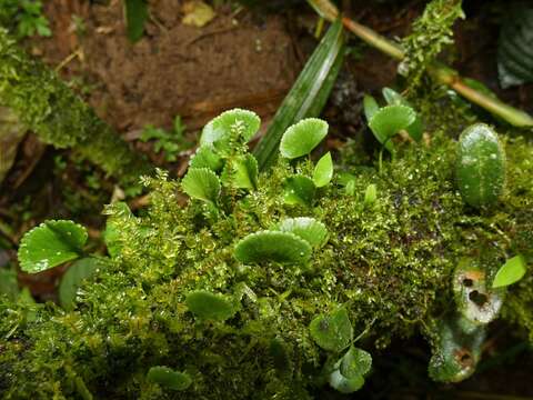 Image of Elaphoglossum peltatum f. standleyi (Maxon) Mickel