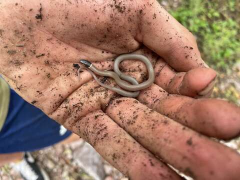 Image of Chihuahuan Blackhead Snake