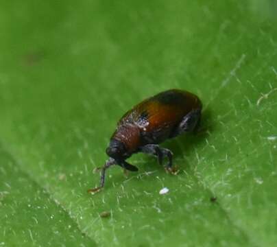 Image of European Elm Flea Weevil