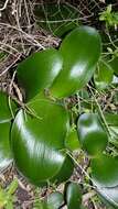 Image of Haemanthus albiflos Jacq.