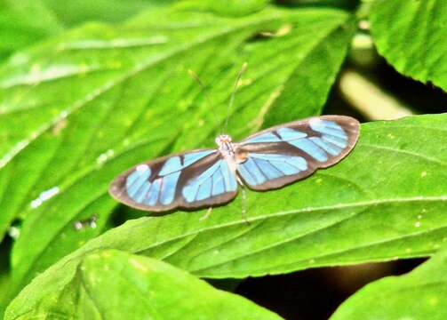 Image of Ithomia diasia Hewitson 1854