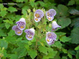 Image of Jovellana violacea (Cav.) G. Don