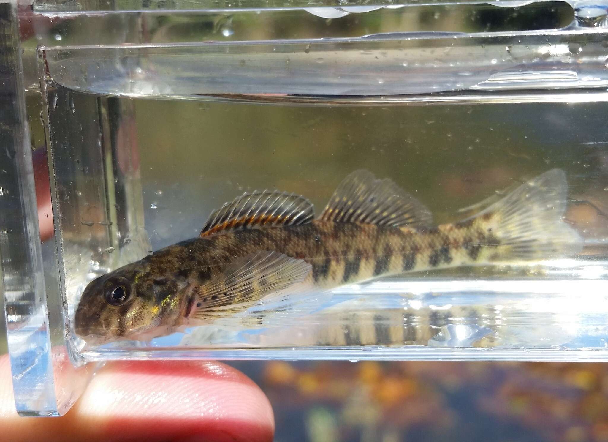 Слика од Etheostoma blennioides Rafinesque 1819