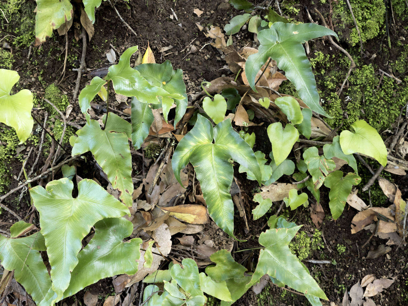 Plancia ëd Asplenium hemionitis L.