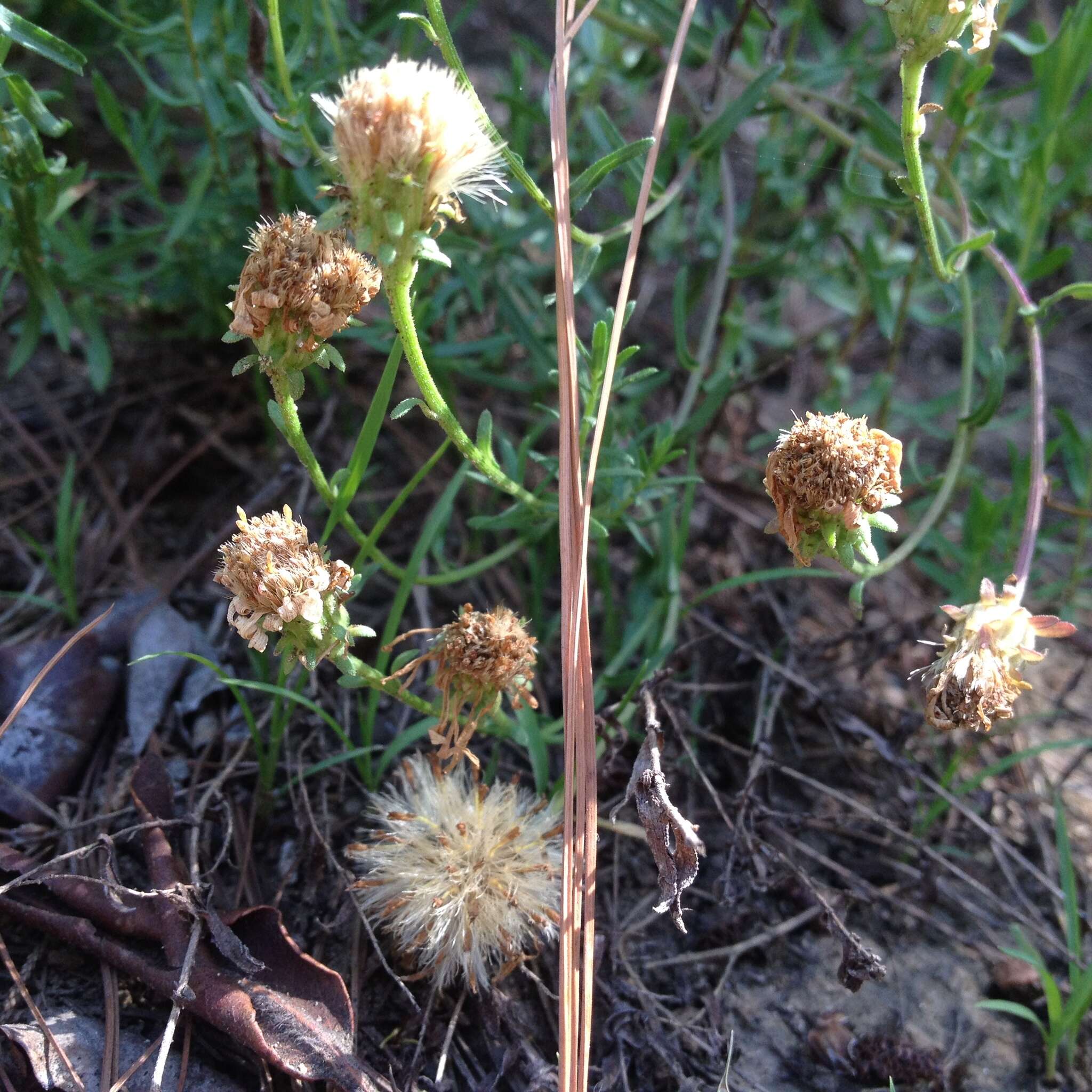 Image de Symphyotrichum trilineatum (Sch. Bip. ex Klatt) G. L. Nesom