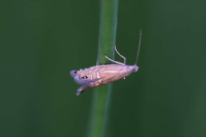 Слика од Glyphipterix thrasonella Scopoli 1763