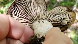 Imagem de Pseudotricholoma umbrosum (A. H. Sm. & M. B. Walters) Sánchez-García & Matheny 2014