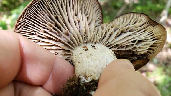 Image of Pseudotricholoma umbrosum (A. H. Sm. & M. B. Walters) Sánchez-García & Matheny 2014