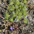 Image of Few-flowered navarretia