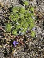 Image of Few-flowered navarretia