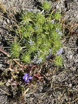 Image de Navarretia leucocephala subsp. pauciflora (H. Mason) A. G. Day