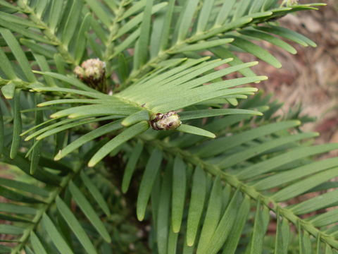 Image of Wollemi Pine