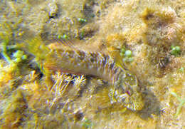 Image of Mystery blenny