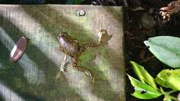 Image of New Zealand primitive frogs