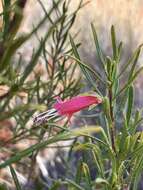 Image of Eremophila latrobei subsp. glabra (L. S. Smith) R. J. Chinnock