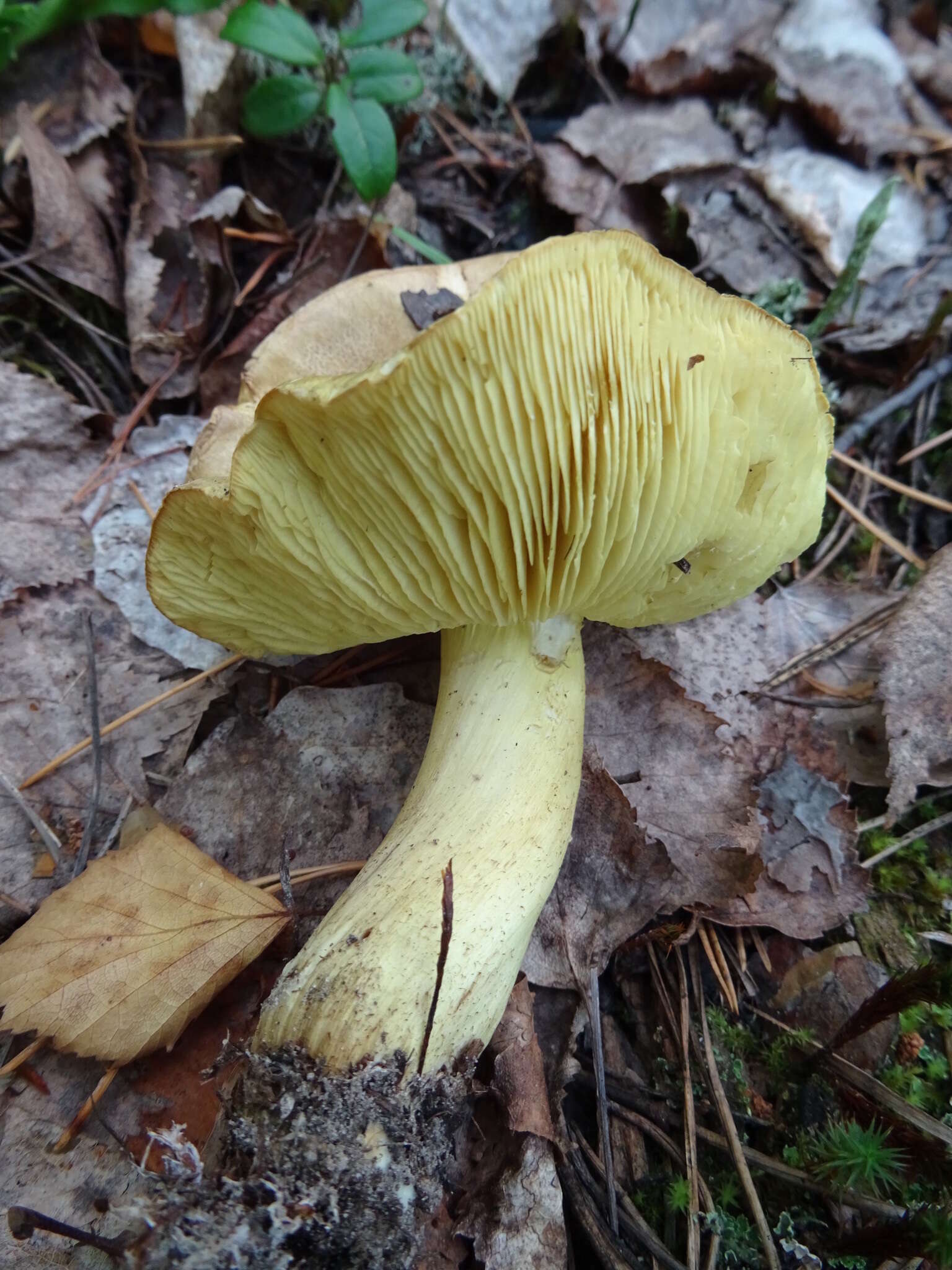 Image of Tricholoma frondosae Kalamees & Shchukin 2001