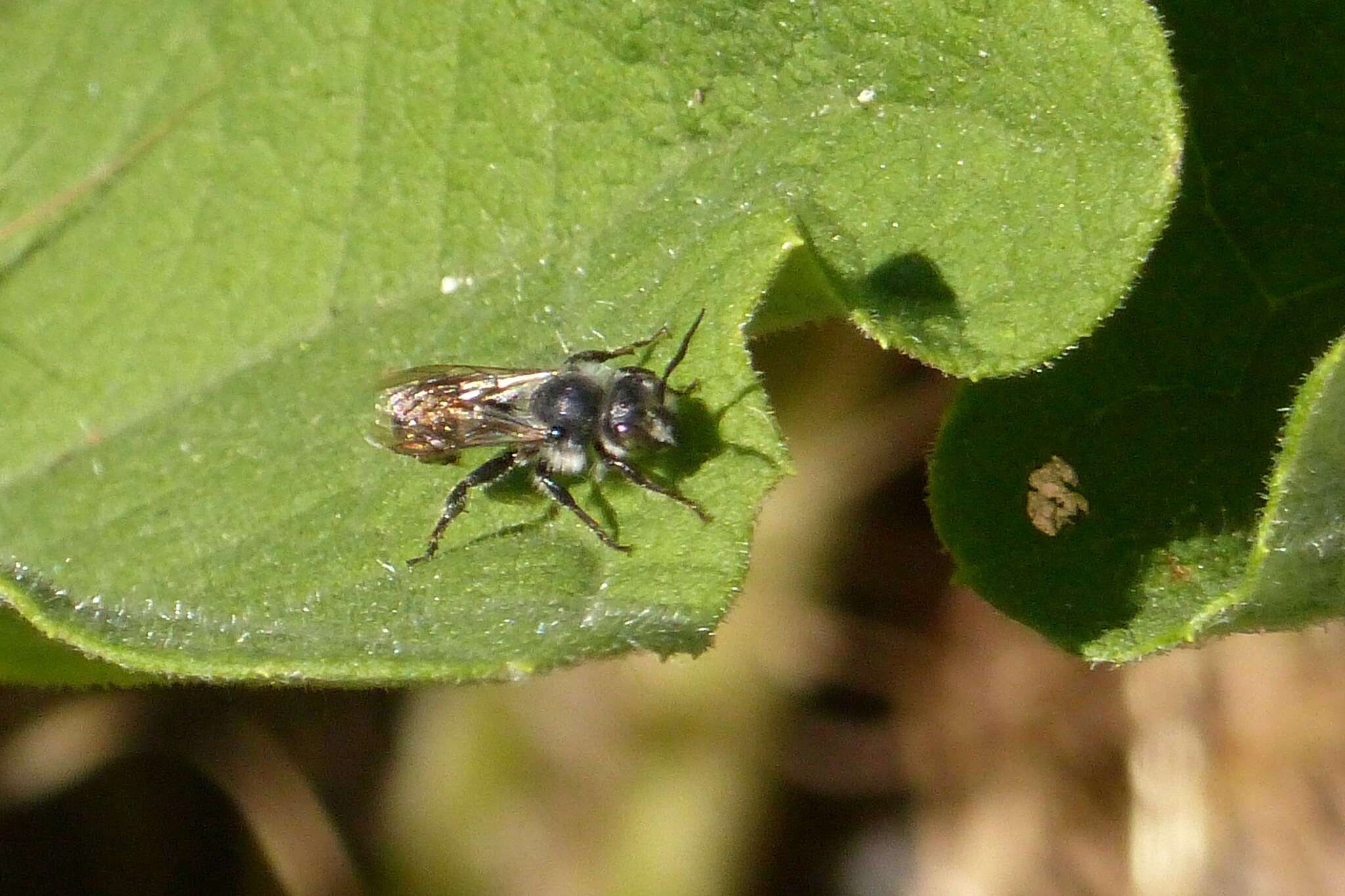 Image of Hoplitis spoliata (Provancher 1888)