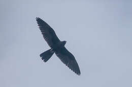 Image of Black Falcon