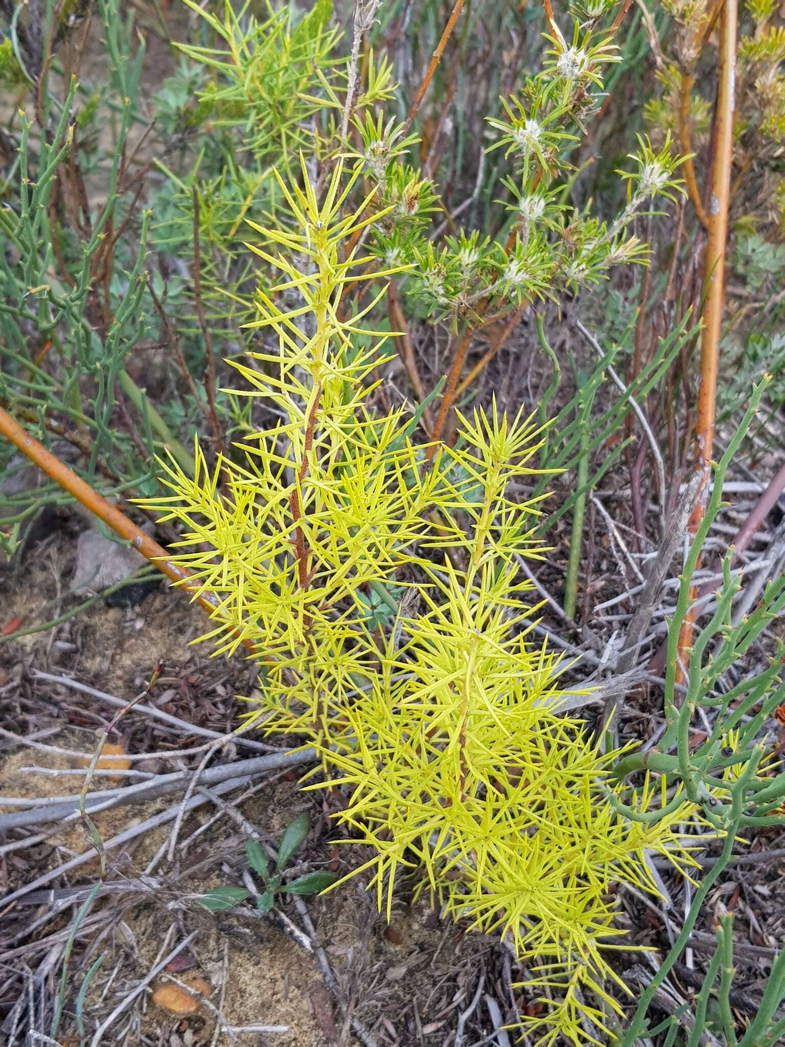 Imagem de Persoonia juniperina Labill.