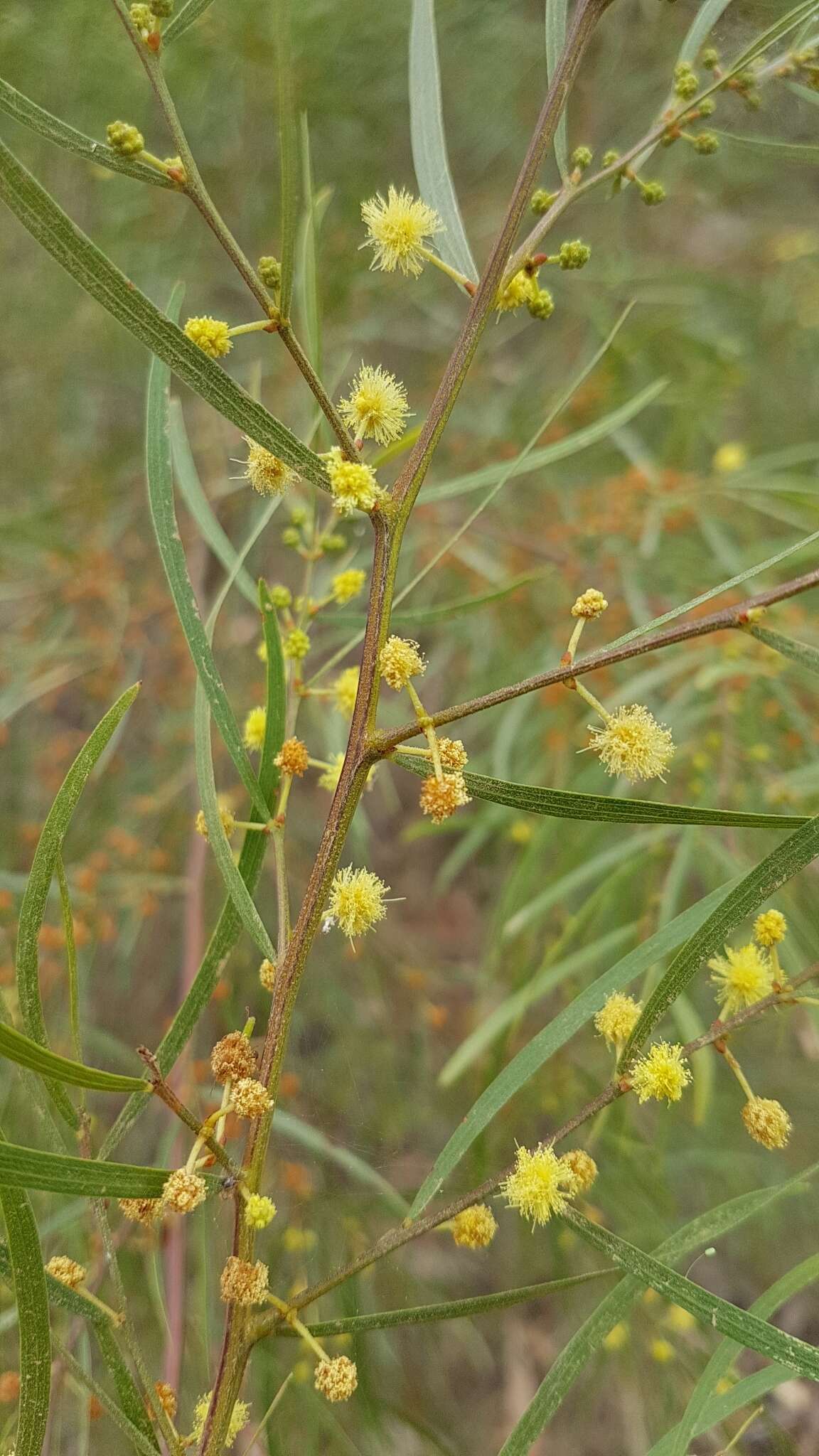 Image of bower wattle