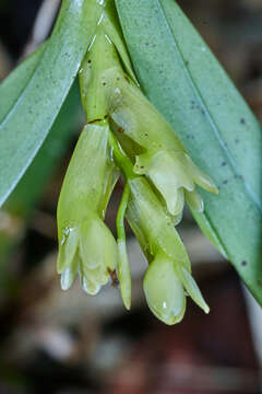 Plancia ëd Epidendrum pseudoramosum Schltr.