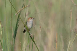 Image of Stout Cisticola