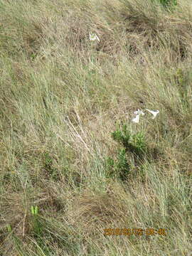 Image of Formosa lily