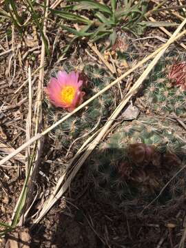 Image of mountain ball cactus