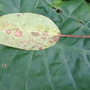 Plancia ëd Ficus caulocarpa Miq.