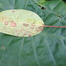 صورة Ficus caulocarpa Miq.