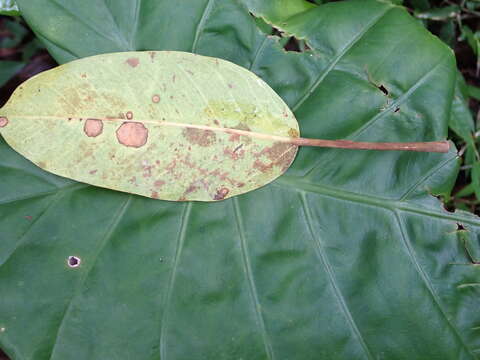 Plancia ëd Ficus caulocarpa Miq.