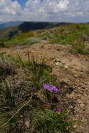 Image of Moraea alpina Goldblatt