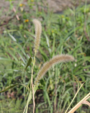 Image of Giant Bristle Grass