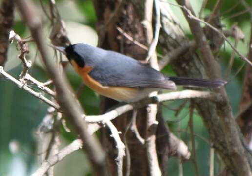 Image of Spectacled Monarch