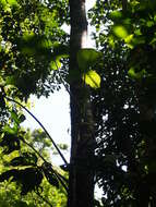 Image of Philodendron rothschuhianum (Engl.) Croat & Grayum