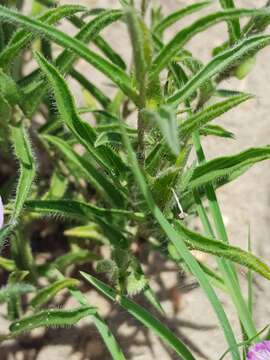 Sivun Ipomoea crassipes Hook. kuva